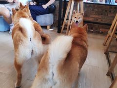 -柴犬高等学院·狗咖·柴犬售卖·宠物训练
