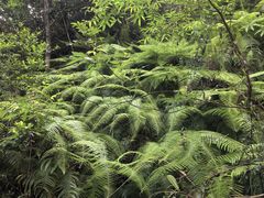 -海南热带雨林国家公园吊罗山景区