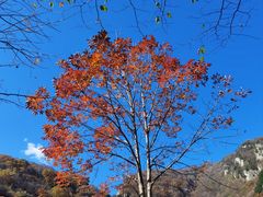 -牛背梁国家森林公园