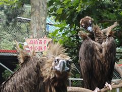 -西霞口神雕山野生动物世界