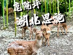 -鹿院坪生态旅游景区