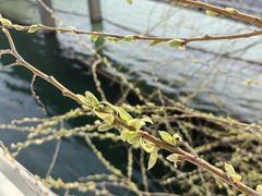 -贡湖湾湿地公园