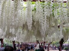 -嘉定紫藤园
