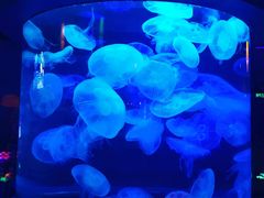 -太平洋海底世界