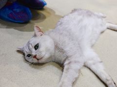 -藏猫猫咖啡主题馆(中央大道店)