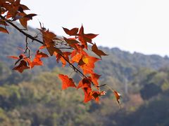 -广州市白云山风景名胜区