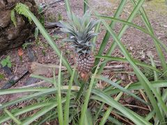 -必胜客(远大路店)