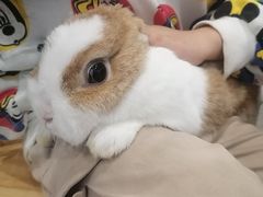 -楼上猫咖(罗湖店)