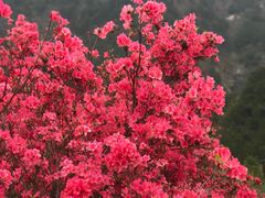 -木兰云雾山