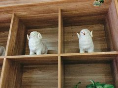 -九府羊鲜羊火锅·烧烤(任丘东风美食街店)