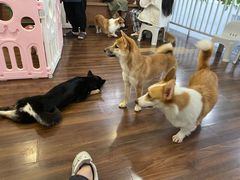 -柯斗斗主题餐厅·狗咖·围炉煮茶·茶饮(国瑞升平里店)