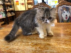 -more than meow吴止猫主题餐厅(承德 中船汇店)