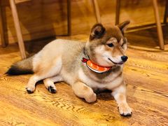 -柴务处·柴犬主题狗咖