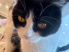 -有喵·猫咖·狗咖·30几只猫10只小狗(岗厦店)