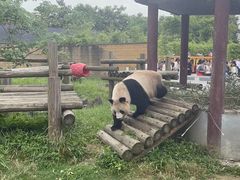 -杭州野生动物世界