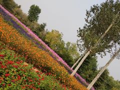 -济南植物园