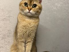 -关爱宠物医院·猫科中心·消化科(滨湖万达分院)