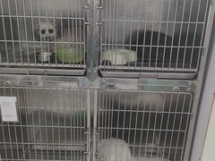 -利又安动物医院··老年病·猫科犬科·中兽医