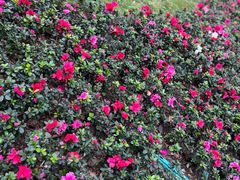 -白帝城·瞿塘峡景区