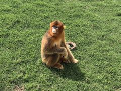 -西霞口神雕山野生动物世界