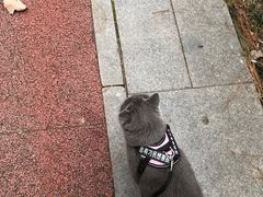 -合肥滨湖国家森林公园