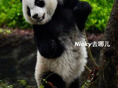 -都江堰中华大熊猫苑