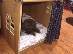 -爱宠屋pet shop·宠物洗澡·宠物美容