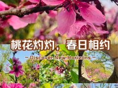 -南汇桃花村