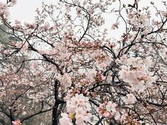 -武汉大学-樱园