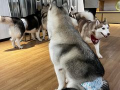-Husky Go! 哈士奇体验馆·宠物咖啡厅狗咖