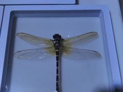 -上海昆虫博物馆