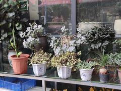 -金科花卉市场