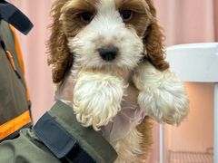 -翊宠yipet猫狗购宠庄园犬舍•猫舍