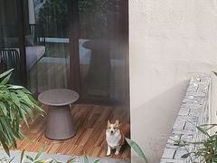 -上海崇明金茂凯悦酒店