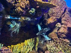 -上海海洋水族馆