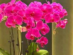 -巴音浩日娲酒楼(双林东路店)