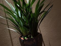 -足本纪·足道 SPA 简餐 小吃(文三西路店)