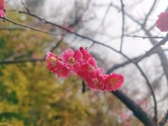 -无锡梅园公园