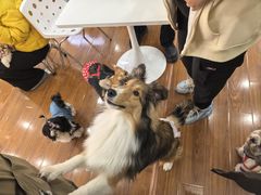 -汪说·狗咖·拼豆·宠物周边DIY(旺城大厦店)