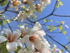 -乐山乌木文化博览苑