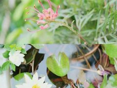 -金科花卉市场