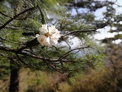 -牛背梁国家森林公园