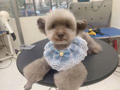 -顺强宠物诊所·狂犬免疫·夜诊·骨科(嘉定店)