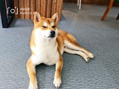 -柴源莊·柴小宠柴犬咖啡