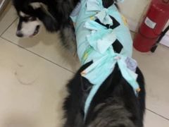 -米苏动物医院·犬猫专科·骨科外科内窥镜
