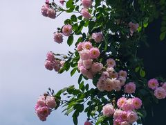 -顾村公园