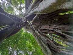 -中国科学院西双版纳热带植物园