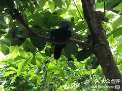 -阿提斯皇家动物园