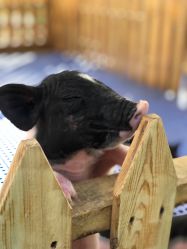 -萌宠亲子动物乐园(槐房万达店)