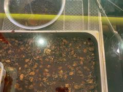 -鸿运兔·手撕烤兔(天府广场店)
